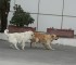 Son dos canes Golden Retriever. Se llaman "Atom" y "Humbert".