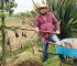 El Guatón Salinas trabajando la tierra, como buen huaso campechano.